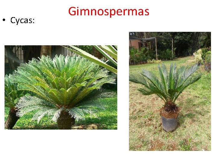  • Cycas: Gimnospermas 