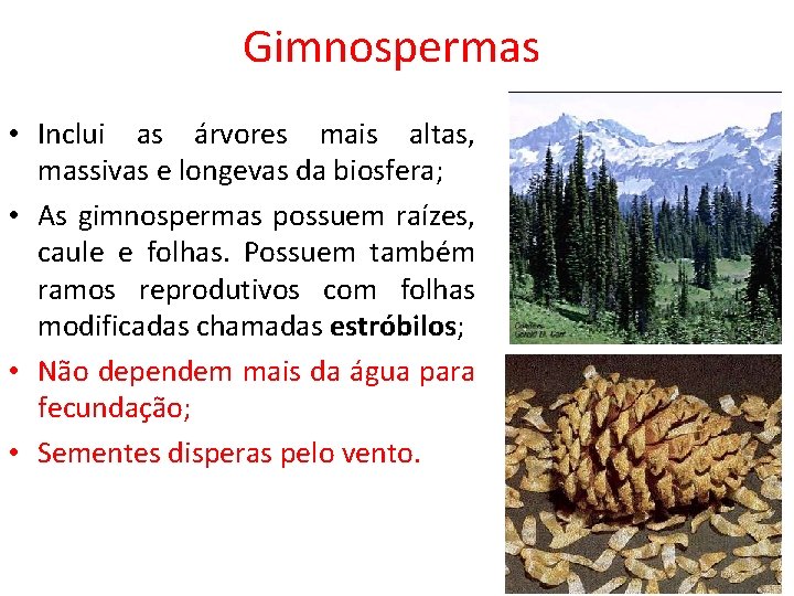 Gimnospermas • Inclui as árvores mais altas, massivas e longevas da biosfera; • As