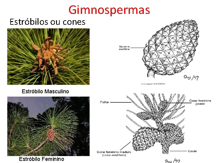 Gimnospermas Estróbilos ou cones Estróbilo Masculino Estróbilo Feminino 