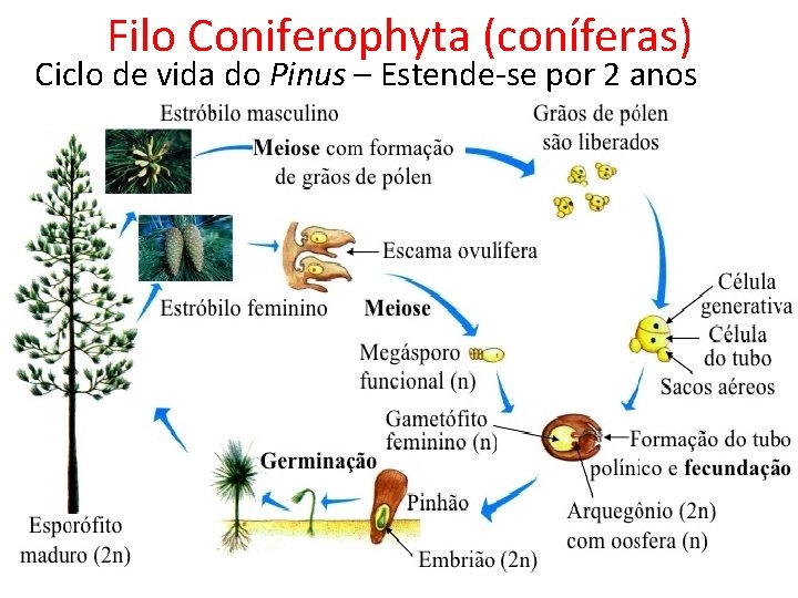 Filo Coniferophyta (coníferas) Ciclo de vida do Pinus – Estende-se por 2 anos 