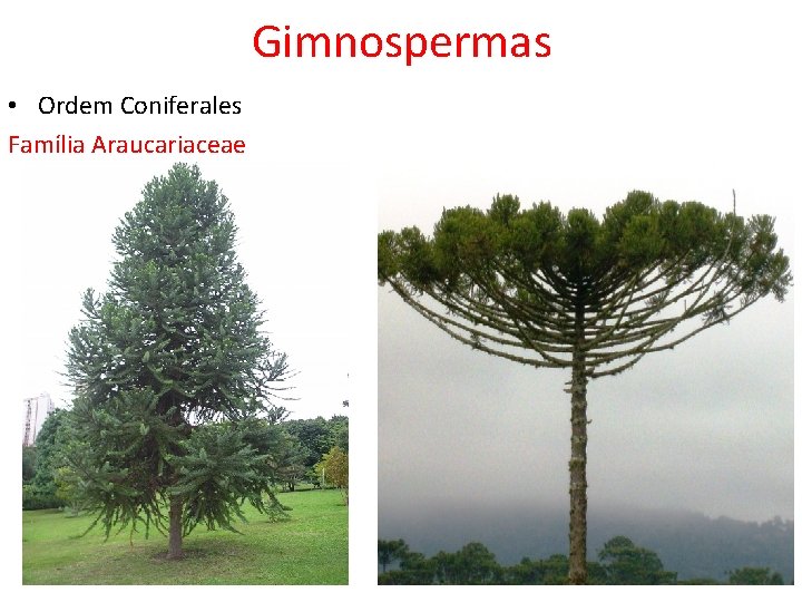 Gimnospermas • Ordem Coniferales Família Araucariaceae 