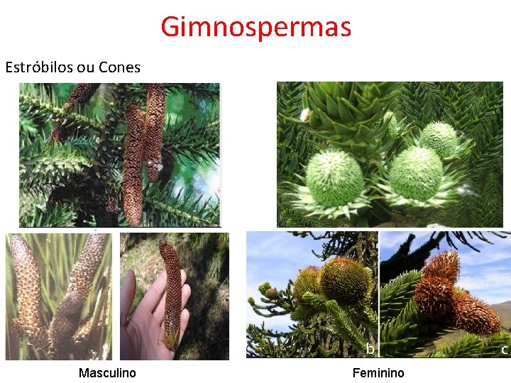 Gimnospermas Estróbilos ou Cones Masculino Feminino 