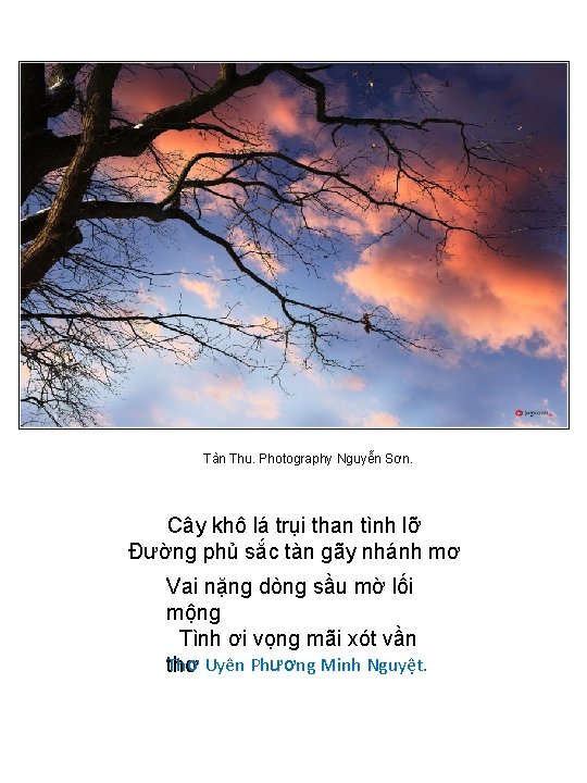  Tàn Thu. Photography Nguyễn Sơn. Cây khô lá trụi than tình lỡ Đường