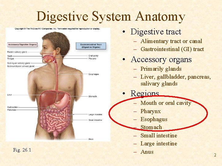 Digestive System Anatomy • Digestive tract – Alimentary tract or canal – Gastrointestinal (GI)