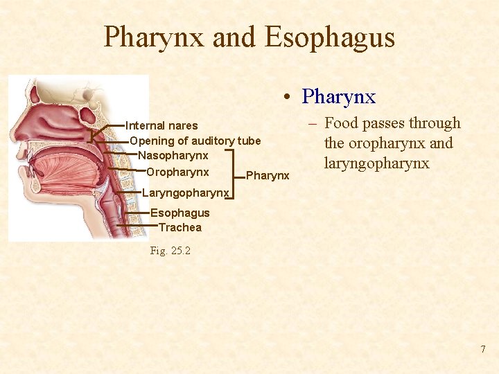 Pharynx and Esophagus • Pharynx Internal nares Opening of auditory tube Nasopharynx Oropharynx Pharynx