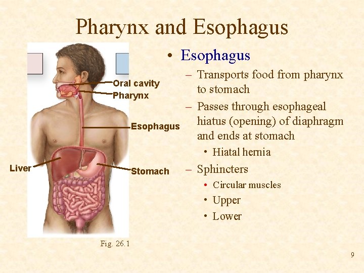 Pharynx and Esophagus • Esophagus Oral cavity Pharynx Esophagus – Transports food from pharynx