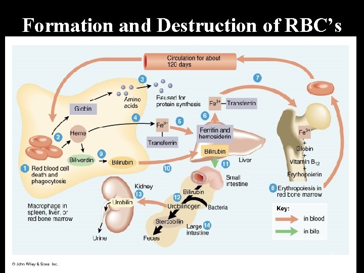 Bio 242 Unit 3 Lecture 1 1 Major