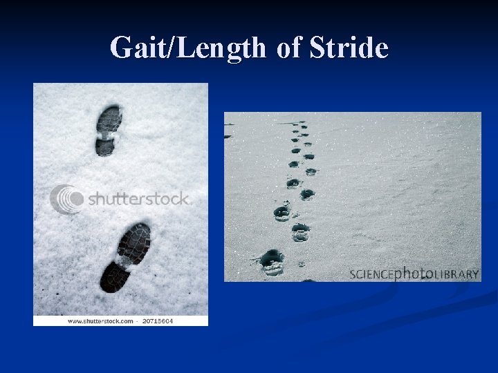 Gait/Length of Stride 