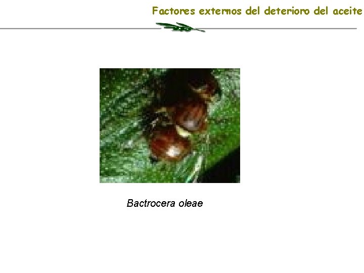 Factores externos del deterioro del aceite Bactrocera oleae 