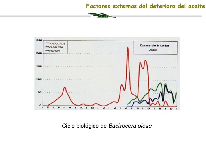 Factores externos del deterioro del aceite Ciclo biológico de Bactrocera oleae 