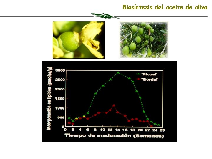 Biosíntesis del aceite de oliva 
