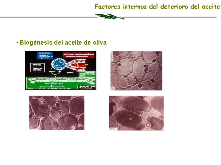 Factores internos del deterioro del aceite • Biogénesis del aceite de oliva 