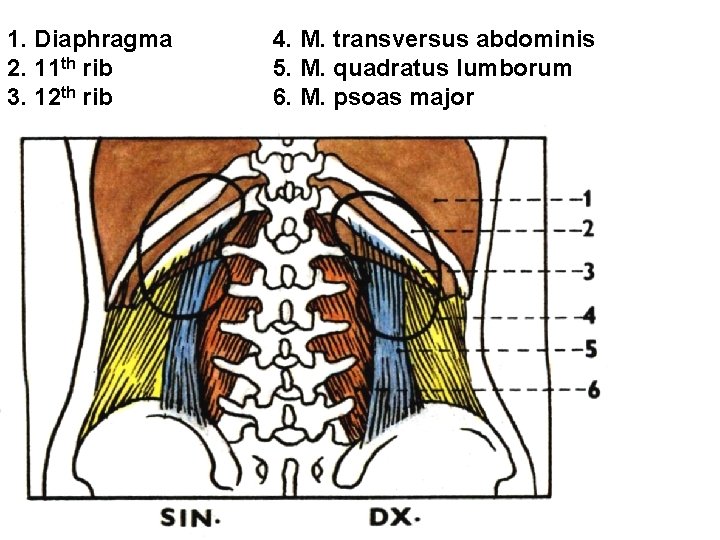 1. Diaphragma 2. 11 th rib 3. 12 th rib 4. M. transversus abdominis