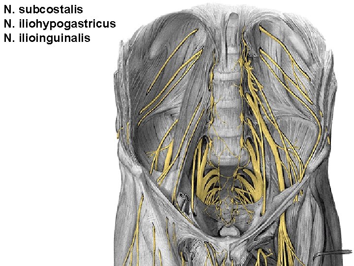 N. subcostalis N. iliohypogastricus N. ilioinguinalis 