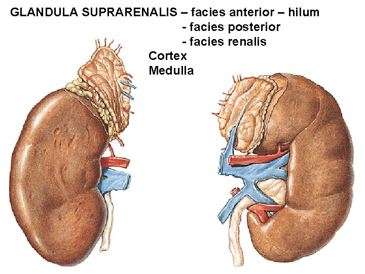 GLANDULA SUPRARENALIS – facies anterior – hilum - facies posterior - facies renalis Cortex