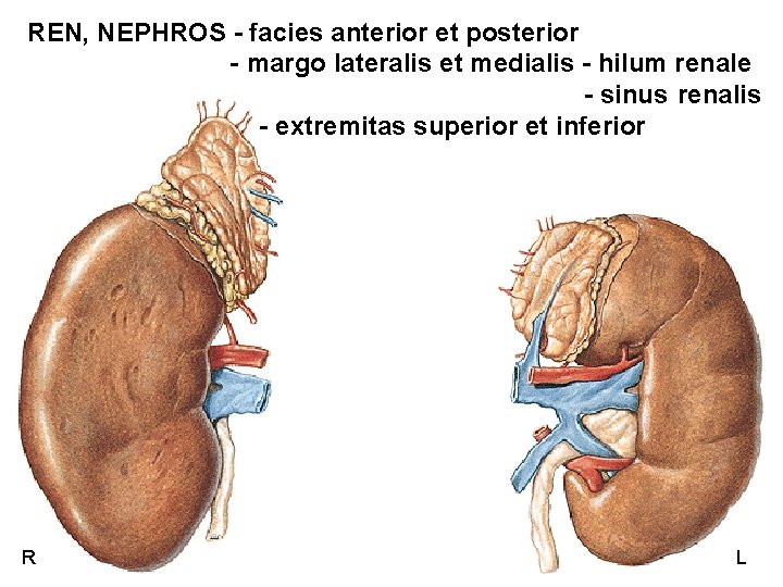 REN, NEPHROS - facies anterior et posterior - margo lateralis et medialis - hilum