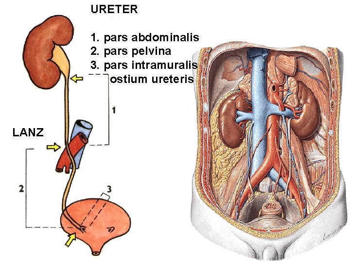 URETER 1. pars abdominalis 2. pars pelvina 3. pars intramuralis ostium ureteris LANZ 