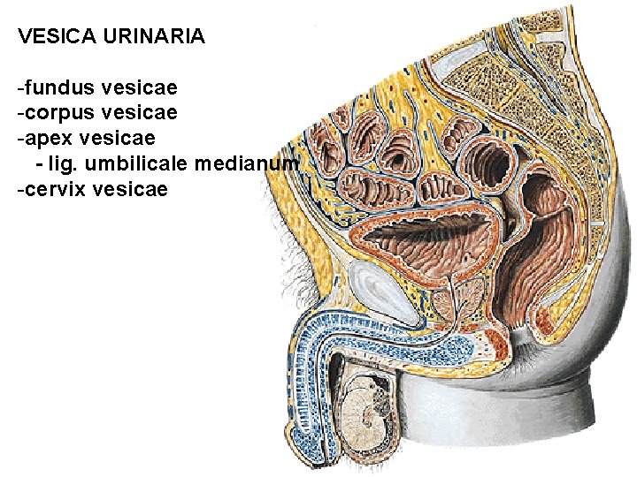 VESICA URINARIA -fundus vesicae -corpus vesicae -apex vesicae - lig. umbilicale medianum -cervix vesicae