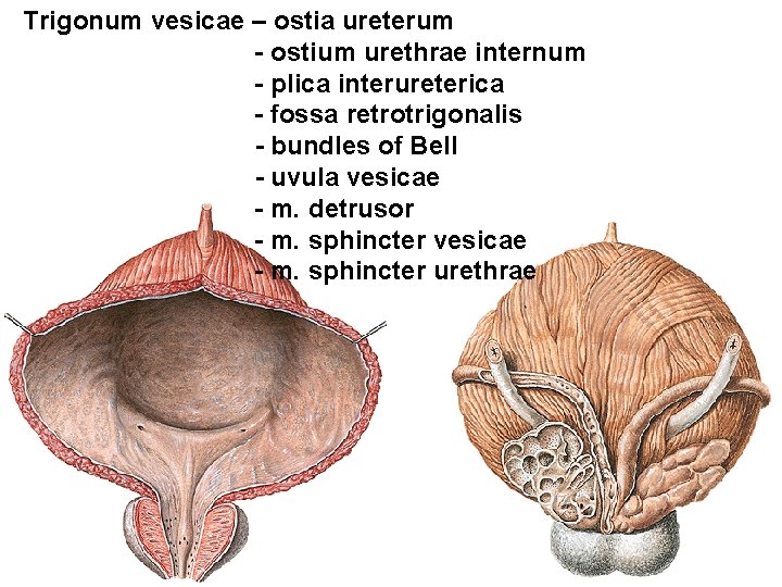 Trigonum vesicae – ostia ureterum - ostium urethrae internum - plica interureterica - fossa