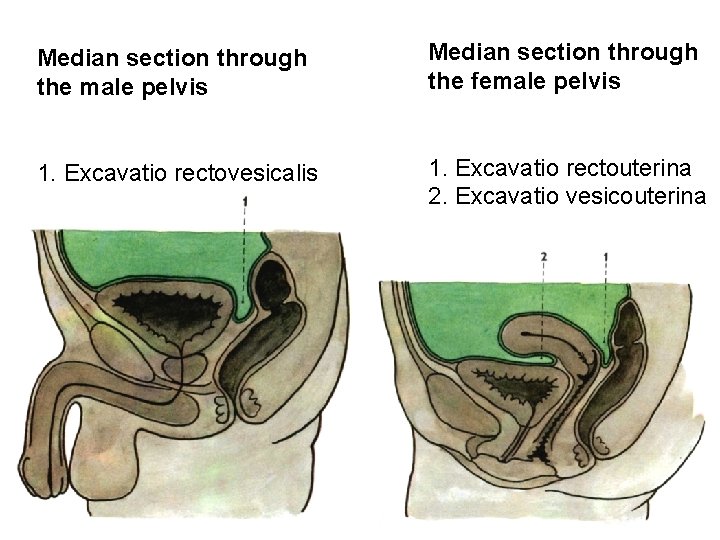 Median section through the male pelvis Median section through the female pelvis 1. Excavatio