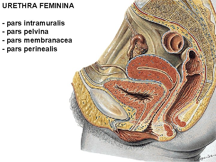 URETHRA FEMININA - pars intramuralis - pars pelvina - pars membranacea - pars perinealis