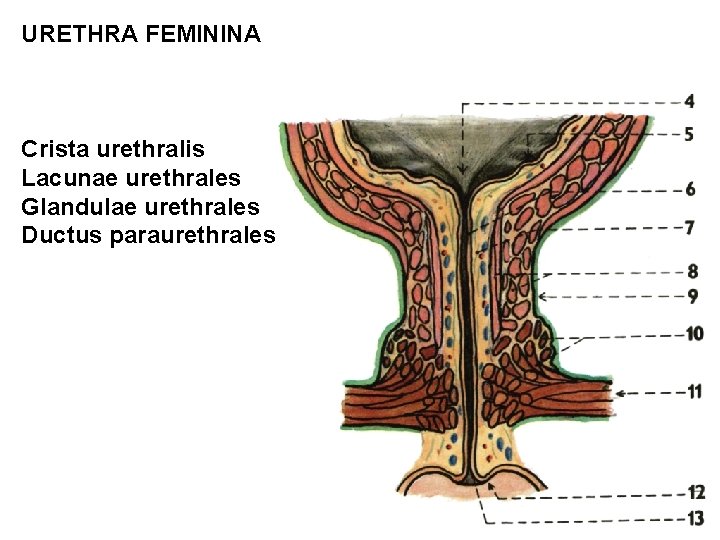 URETHRA FEMININA Crista urethralis Lacunae urethrales Glandulae urethrales Ductus paraurethrales 