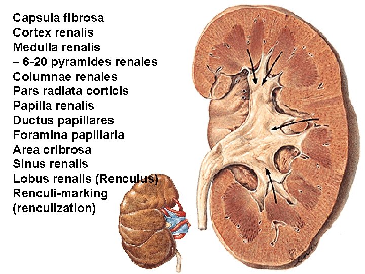 Capsula fibrosa Cortex renalis Medulla renalis – 6 -20 pyramides renales Columnae renales Pars