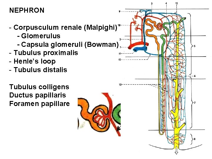 NEPHRON - Corpusculum renale (Malpighi) - Glomerulus - Capsula glomeruli (Bowman) - Tubulus proximalis