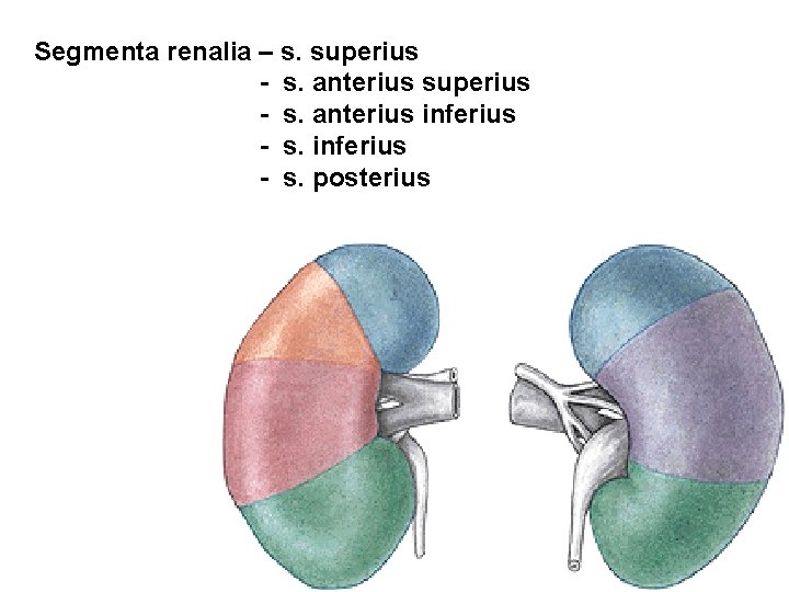 Segmenta renalia – s. superius - s. anterius inferius - s. posterius 