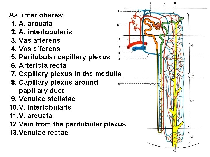 Aa. interlobares: 1. A. arcuata 2. A. interlobularis 3. Vas afferens 4. Vas efferens