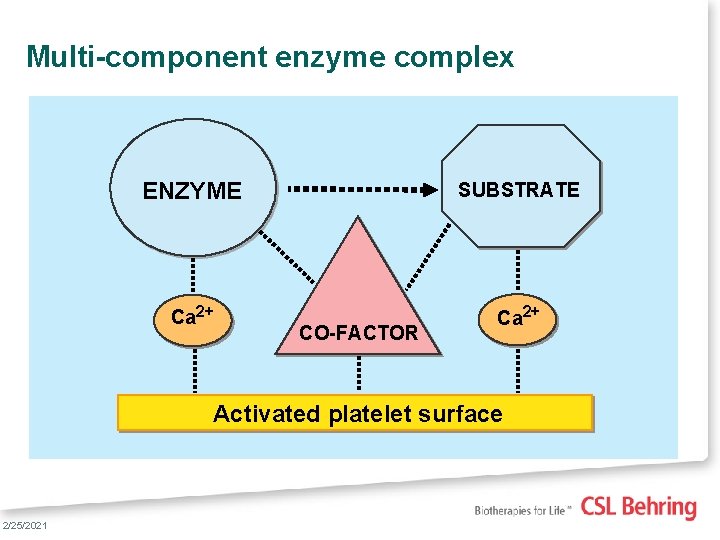 Multi-component enzyme complex ENZYME SUBSTRATE Ca 2+ CO-FACTOR Activated platelet surface 11 2/25/2021 