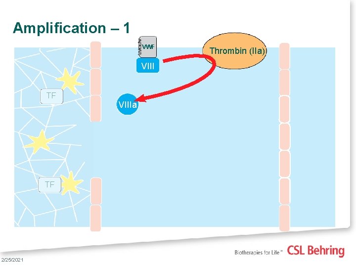 Amplification – 1 VWF VIII TF TF 15 2/25/2021 VIIIa Thrombin (IIa) 