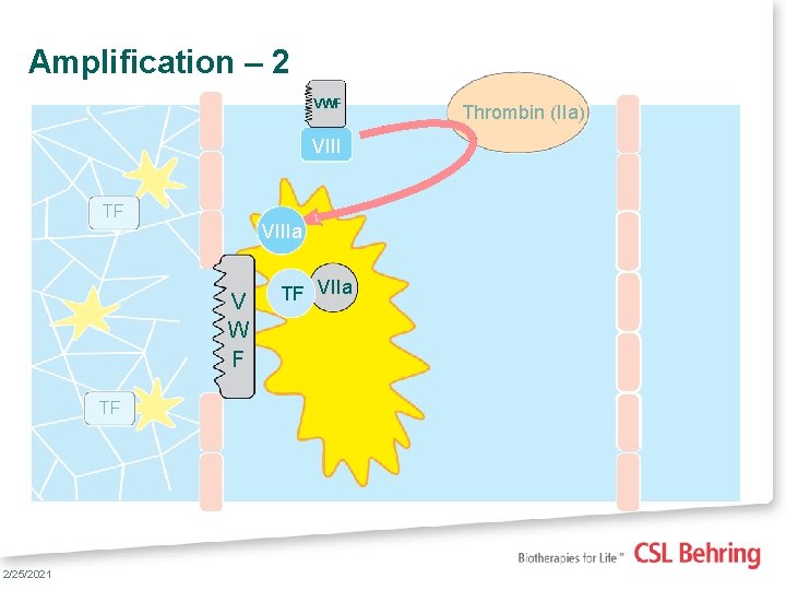 Amplification – 2 VWF VIII TF VIIIa V W F TF 16 2/25/2021 TF