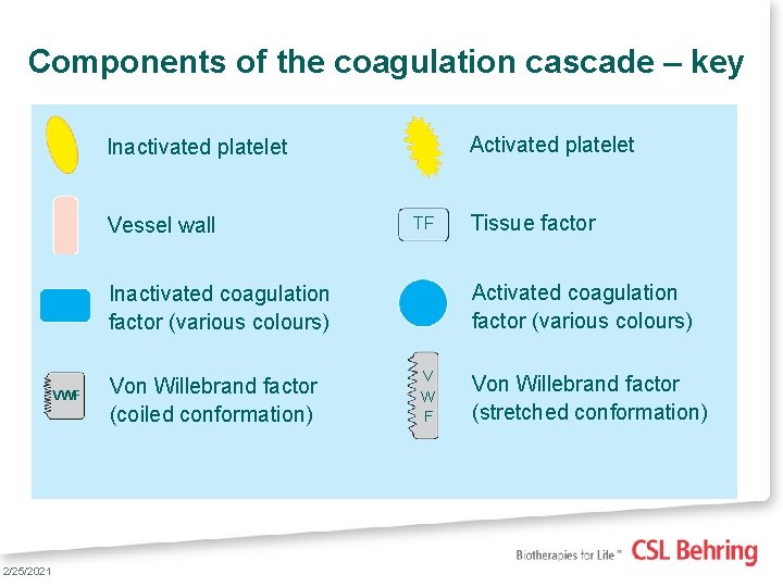 Components of the coagulation cascade – key Activated platelet Inactivated platelet Vessel wall TF