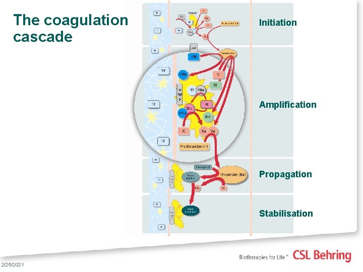 The coagulation cascade Initiation Amplification Propagation Stabilisation 3 2/25/2021 