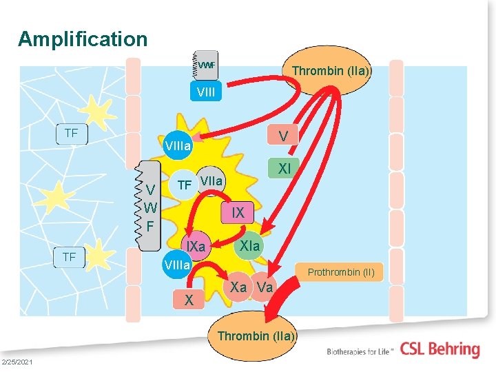 Amplification VWF Thrombin (IIa) VIII TF V W F TF 2/25/2021 XI TF VIIa