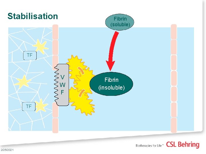 Stabilisation Fibrin (soluble) TF V W F TF 7 2/25/2021 Fibrin (insoluble) 