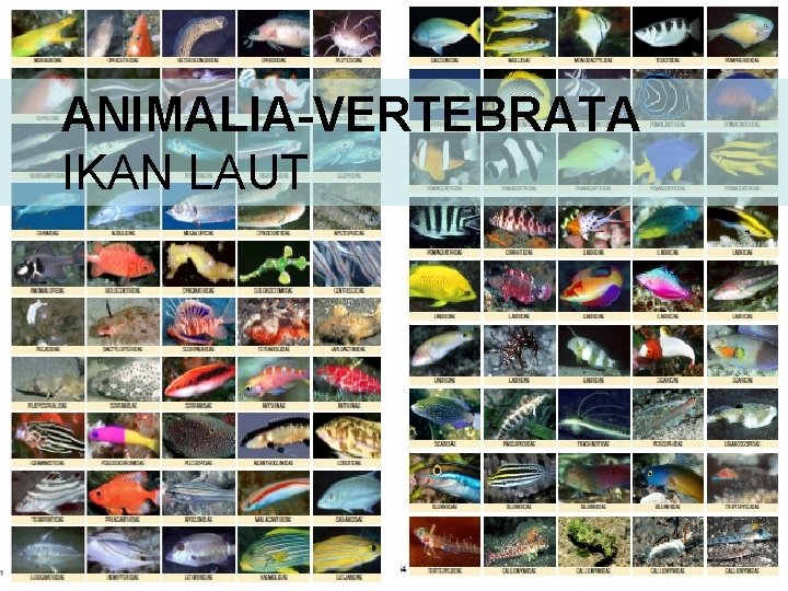 ANIMALIA-VERTEBRATA IKAN LAUT 