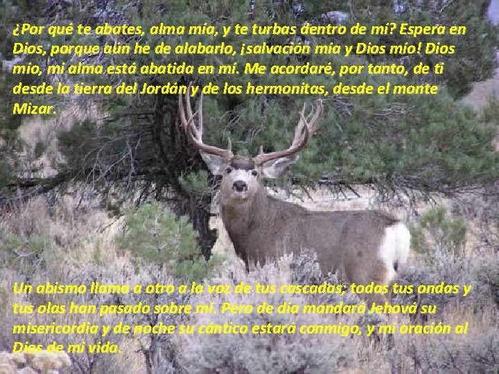 ¿Por qué te abates, alma mía, y te turbas dentro de mí? Espera en ¿Por qué te abates, alma mía, y te turbas dentro de mí? Espera en