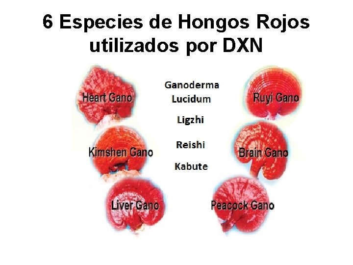 6 Especies de Hongos Rojos utilizados por DXN 