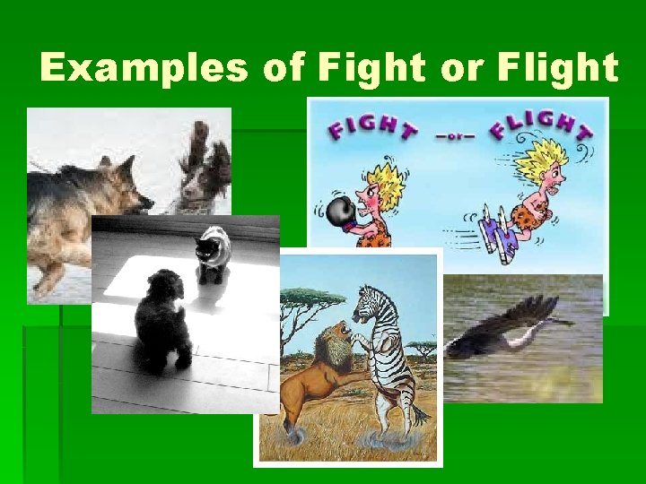 Examples of Fight or Flight 
