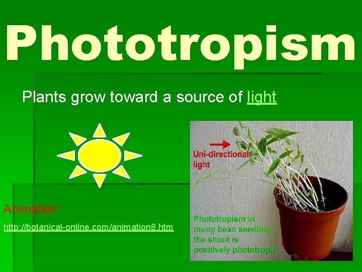 Phototropism Plants grow toward a source of light Animation: http: //botanical-online. com/animation 8. htm