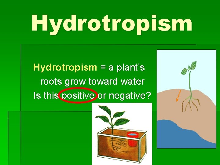 Hydrotropism = a plant’s roots grow toward water Is this positive or negative? 