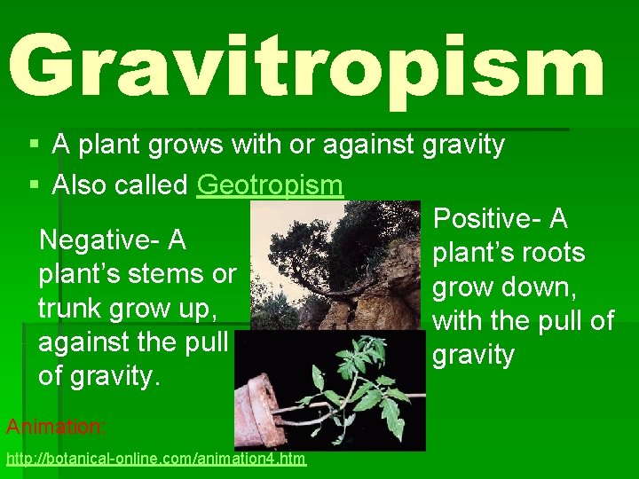 Gravitropism § A plant grows with or against gravity § Also called Geotropism Positive-