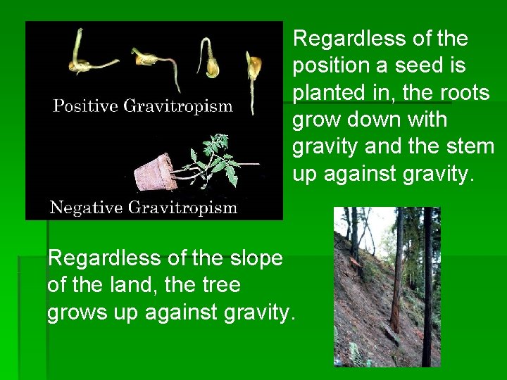 Regardless of the position a seed is planted in, the roots grow down with