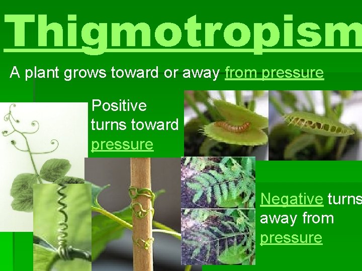 Thigmotropism A plant grows toward or away from pressure Positive turns toward pressure Negative