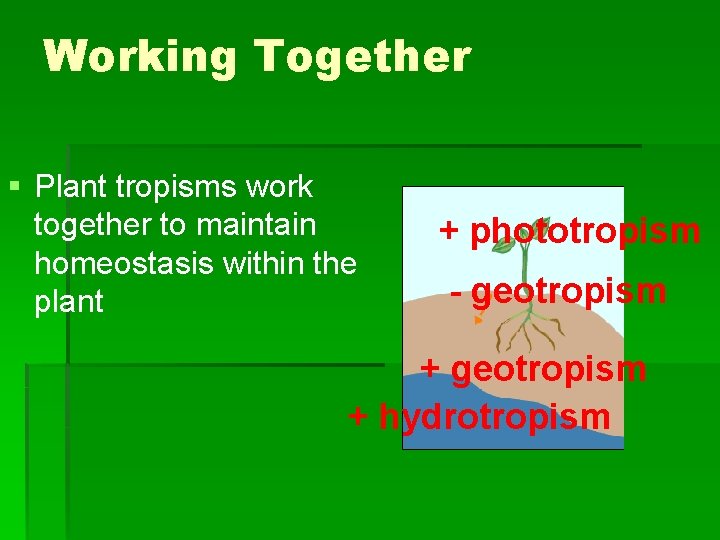 Working Together § Plant tropisms work together to maintain homeostasis within the plant +
