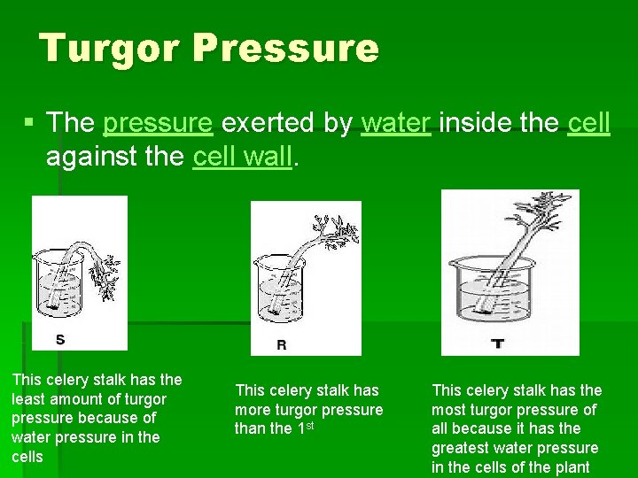 Turgor Pressure § The pressure exerted by water inside the cell against the cell