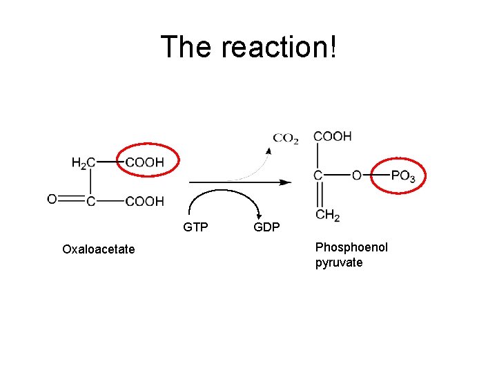 The reaction! GTP Oxaloacetate GDP Phosphoenol pyruvate 