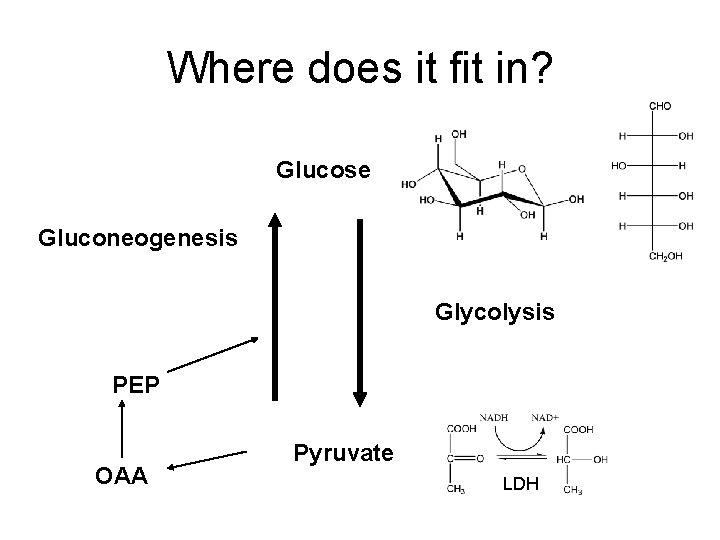 Where does it fit in? Glucose Gluconeogenesis Glycolysis PEP OAA Pyruvate LDH 